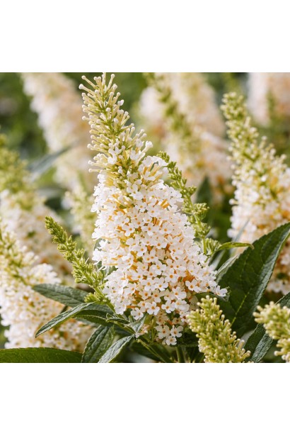 Buddleja davidii Little White
